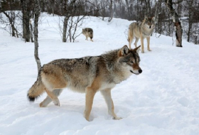 Norway plans to cull more than two-thirds of its wolf population 